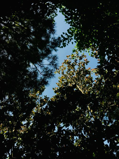 Free Looking up at various trees with sunlit leaves and a clear blue sky. Stock Photo