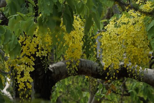 Free Beautiful blooming golden shower tree with bright yellow flowers and lush green leaves in an outdoor setting. Stock Photo