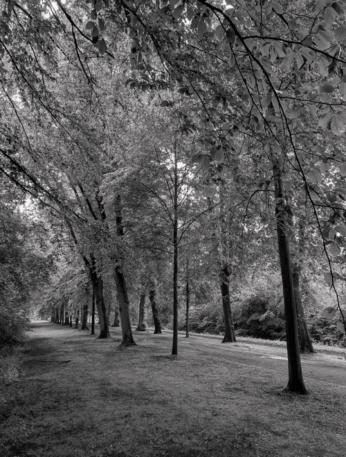 Free Tranquil black and white image of a tree-lined path in a forest, offering natural serenity. Stock Photo