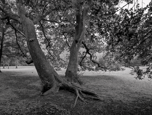 Free Vintage-style black and white photo of an oak tree in a tranquil park setting. Stock Photo