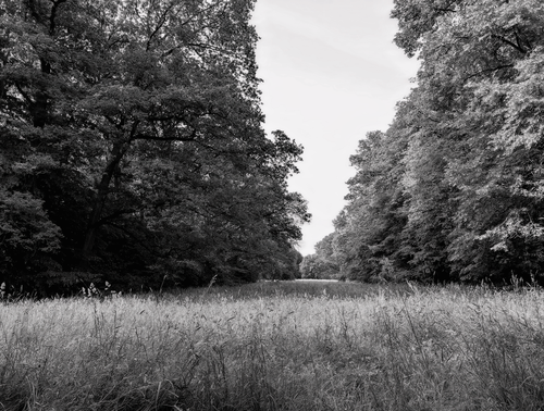 Free Peaceful black and white forest scene with lush trees and meadow. Stock Photo