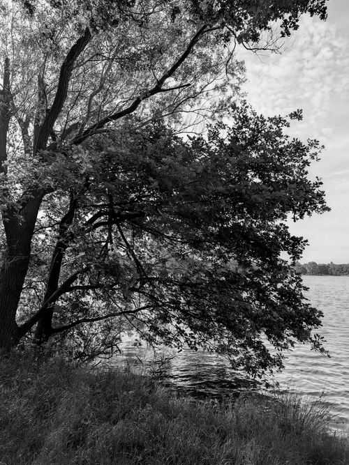 Free Black and white photo of a tranquil lakeside with an overhanging tree. Stock Photo