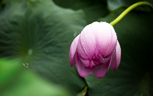 無料 ピンクの花のつぼみ 写真素材