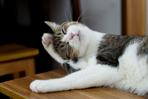 Free Charming tabby cat relaxing contentedly on a wooden table indoors. Stock Photo