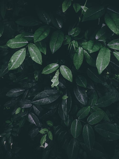 Free Close-up of vibrant green foliage captured in Idukki, India, showcasing lush, natural beauty. Stock Photo