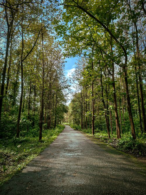 Free A serene forest pathway surrounded by lush green trees, perfect for nature walks. Stock Photo