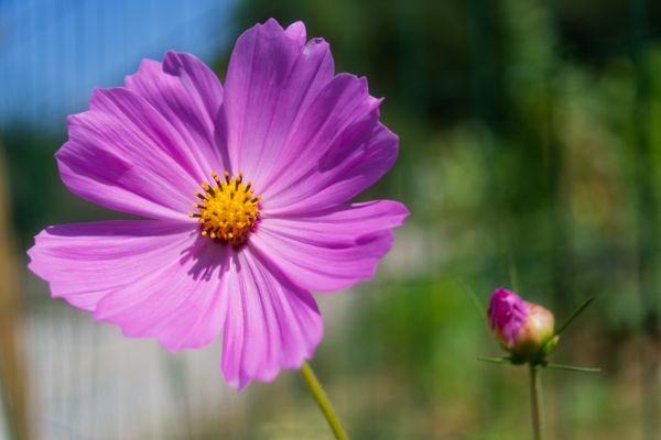 Gros plan sur un cosmos rose vif baigné de soleil, fond vert flouté