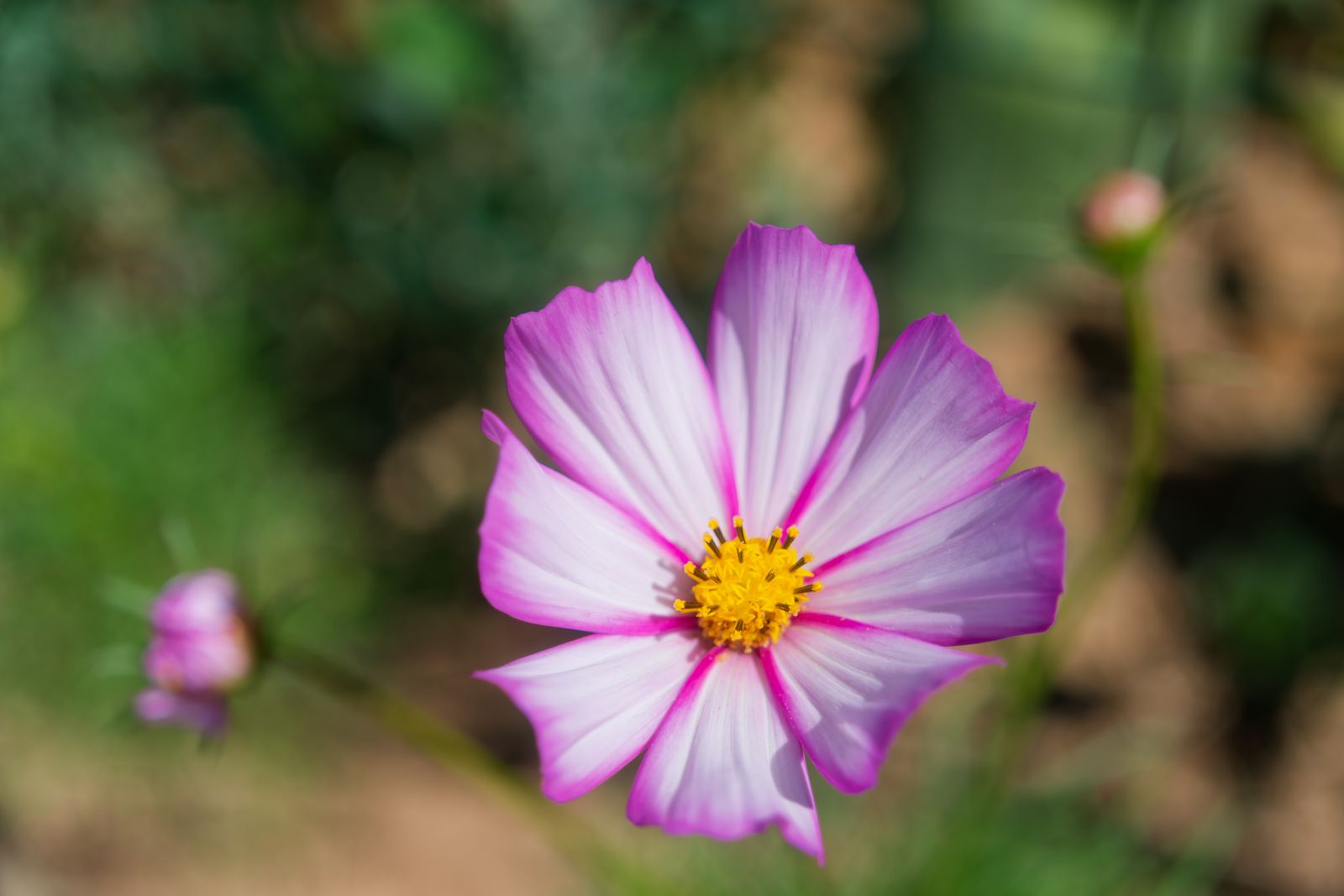 Délicat cosmos rose et blanc illuminé par le soleil du jardin