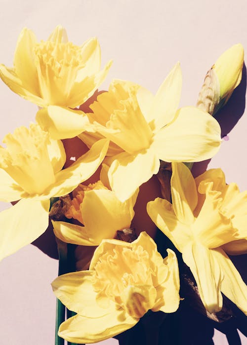 Yellow Jonquil Flowers in Close-up Photography