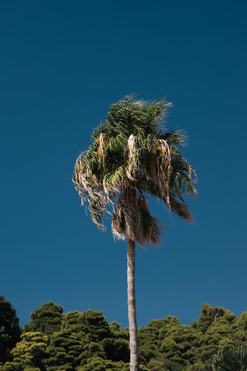 Free A lone palm tree stands against a clear blue sky in Greece, exuding a tropical and serene vibe. Stock Photo