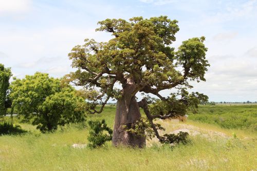 Free A striking baobab tree stands tall in the lush Senegalese countryside, showcasing nature's beauty. Stock Photo
