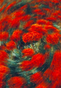 Artistic blur effect on vibrant red marigold flowers creating a swirling pattern.