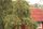 apple tree