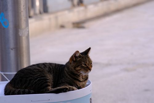 Free A street cat relaxes on a bin in İzmir, Türkiye, enjoying the day. Stock Photo