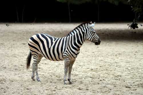 Free A striking zebra stands alone on sandy ground, showcasing its unique black and white stripes. Stock Photo