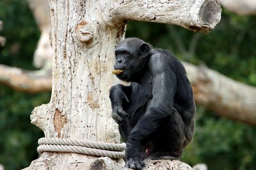 Free Close-up of a chimpanzee sitting on a tree in a natural setting. Stock Photo