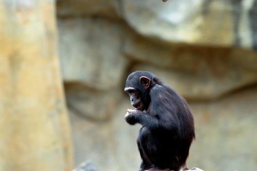 Free A solitary young chimpanzee sits quietly, exploring its surroundings in the wild. Stock Photo