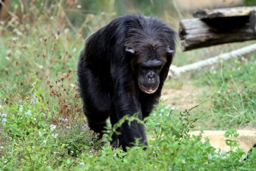 Free Chimpanzee walking through grass in a natural setting, showcasing its behavior. Stock Photo
