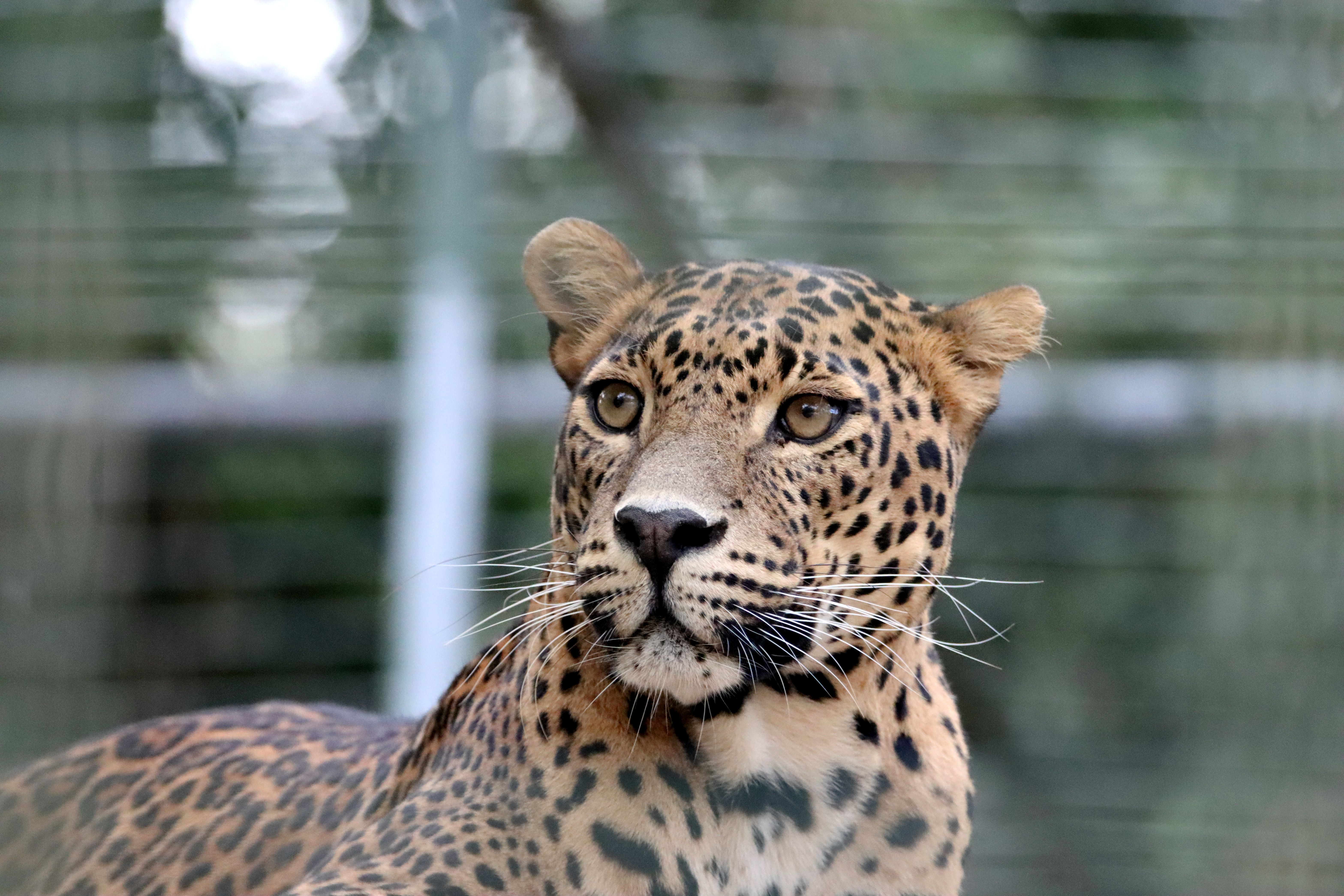 A focused portrait of a leopard in a zoo, showcasing its striking features.
