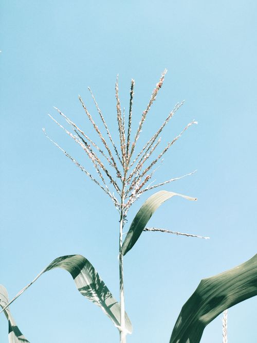 Free A tall corn plant reaching up towards a clear blue sky, emphasizing natural simplicity. Stock Photo