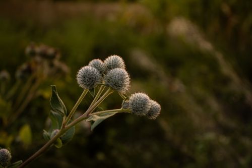 Free Close-up image of Arctium Tomentosum, capturing details of thistle in its natural setting. Stock Photo