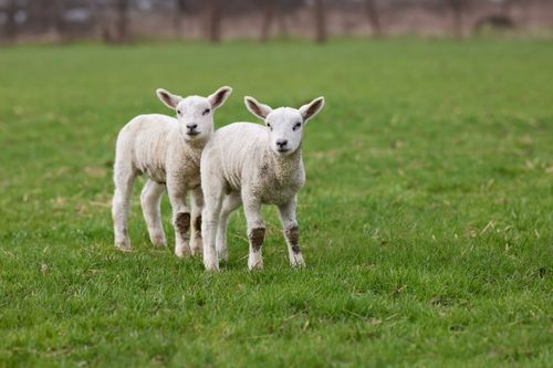 Free Two adorable white lambs standing together in a lush green field during springtime. Stock Photo