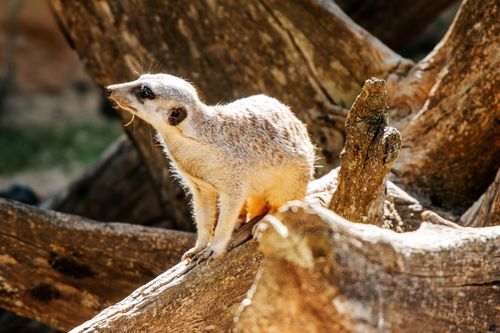 Free A meerkat perched on a tree trunk basking in the sunlight, showcasing natural behavior. Stock Photo