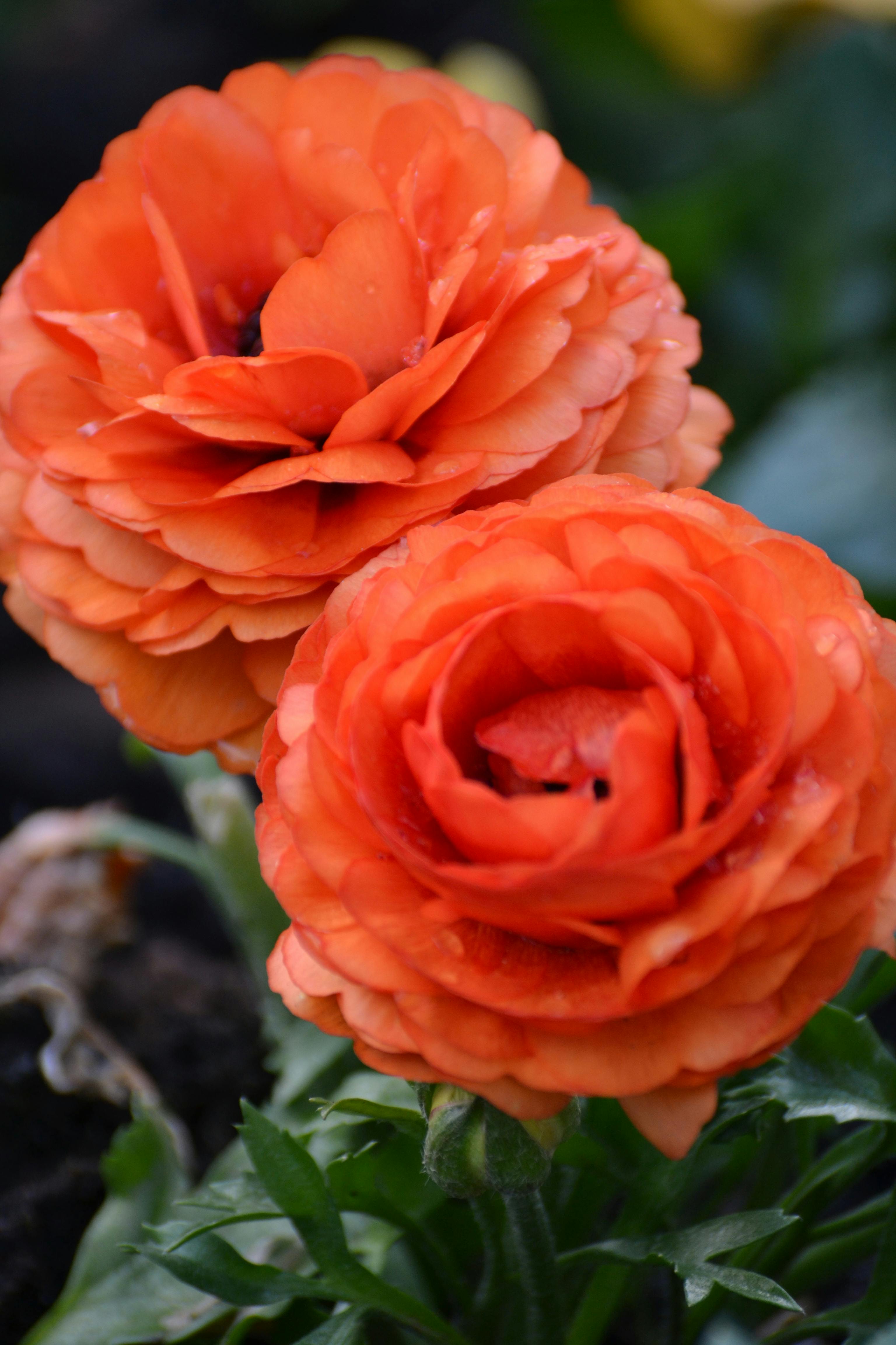 Free stock photo of flower, orange, spring flower