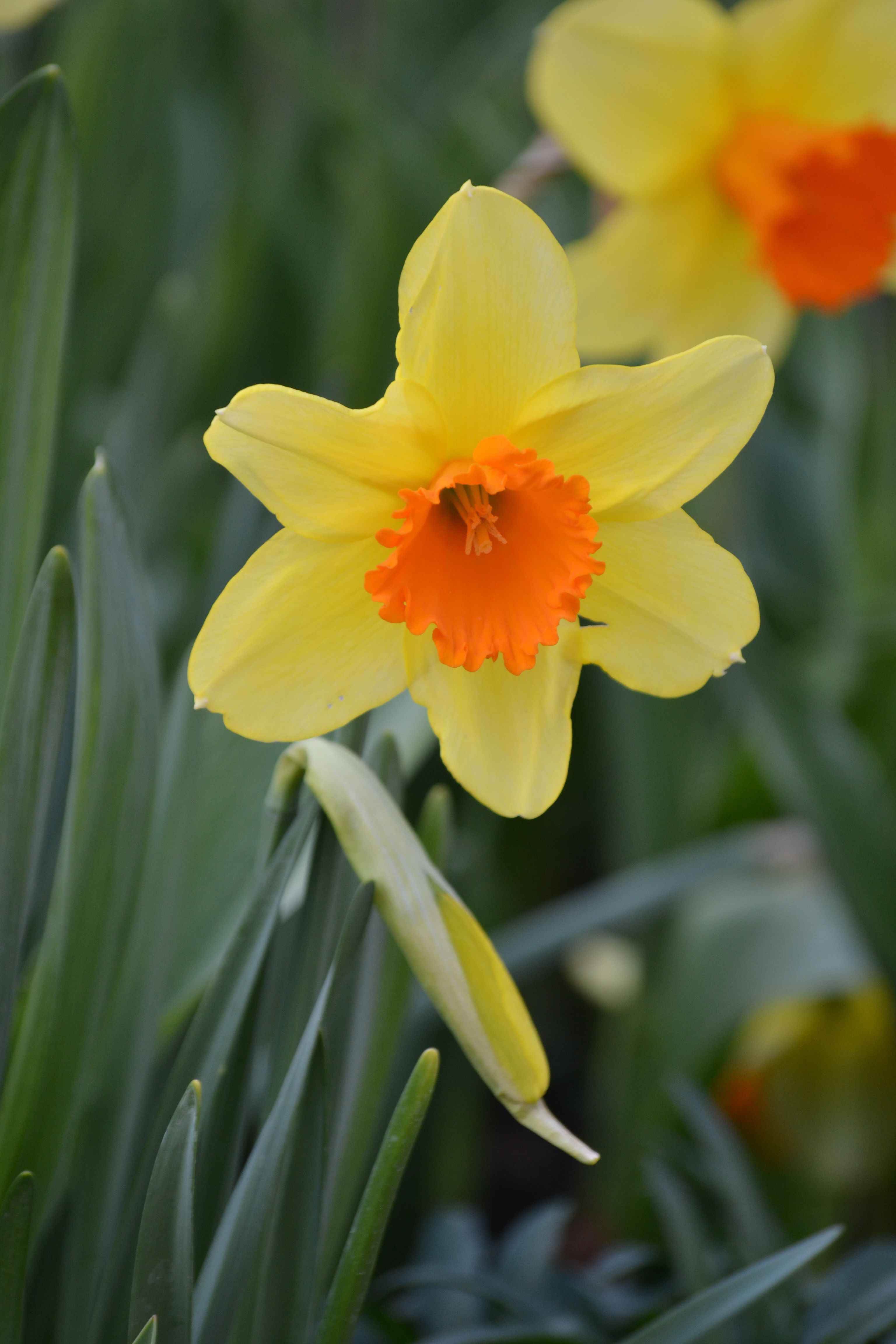 Free Stock Photo Of Daffodils Flower Springtime