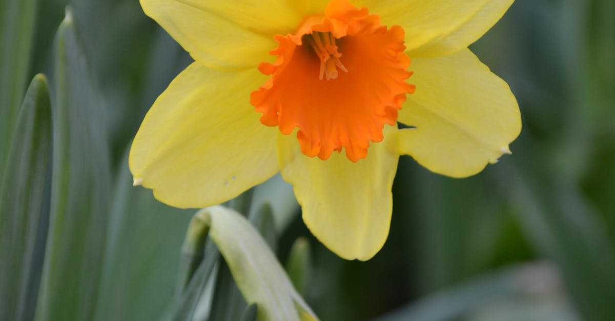 Free stock photo of daffodils, flower, spring