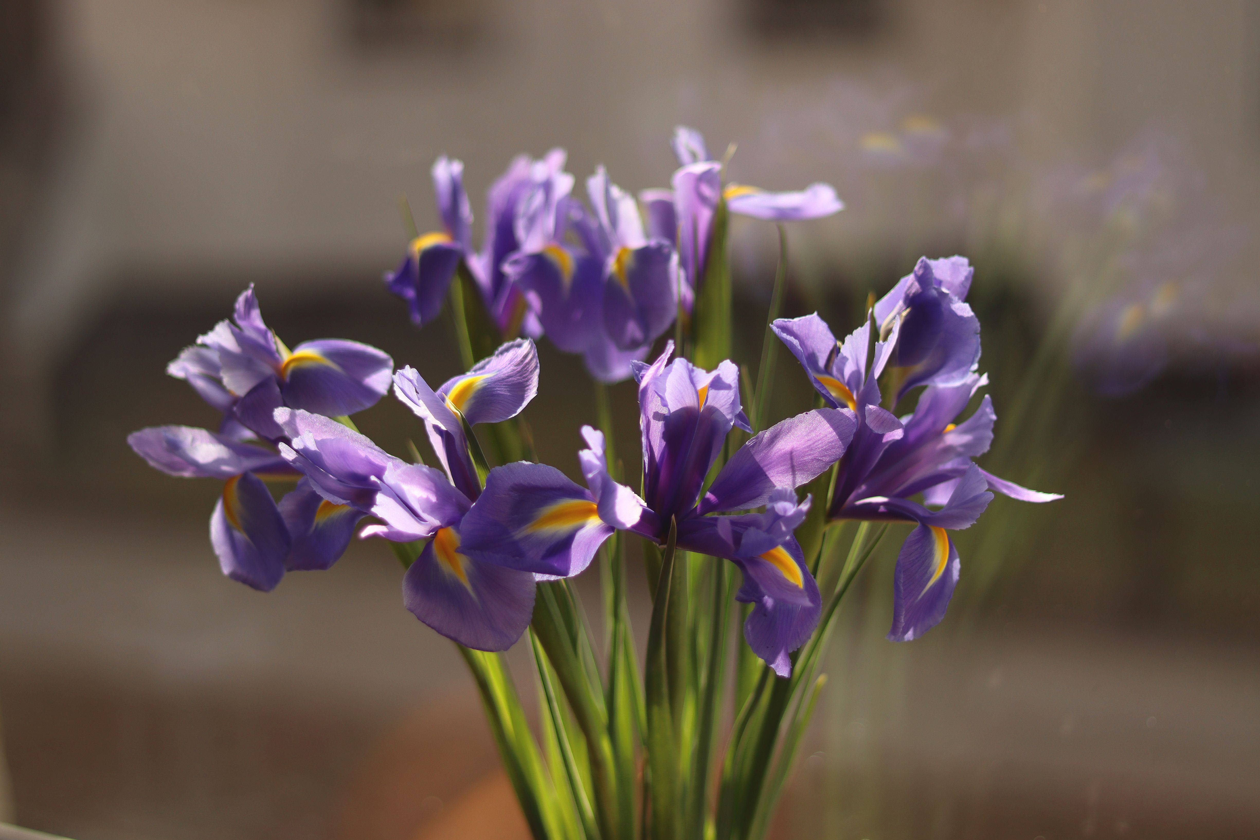 Flowers; cut flowers and flower buds of a kind suitable for bouquets or for ornamental purposes, fresh, dried, dyed, bleached, impregnated or otherwise prepared
