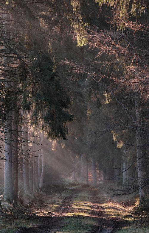 Free A serene misty forest path in Buchholz Forstgutsbezirk, Germany during daytime. Stock Photo