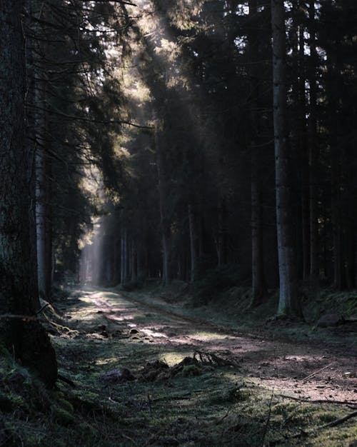 бесплатная Бесплатное стоковое фото с германия, деревья, дорога Стоковое фото