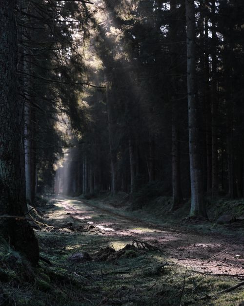 Free Sunlight streaming through pine tree forest in Buchholz Forstgutsbezirk, Germany. Stock Photo