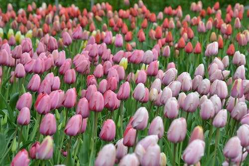 Free Bed of Tulip Flower Stock Photo
