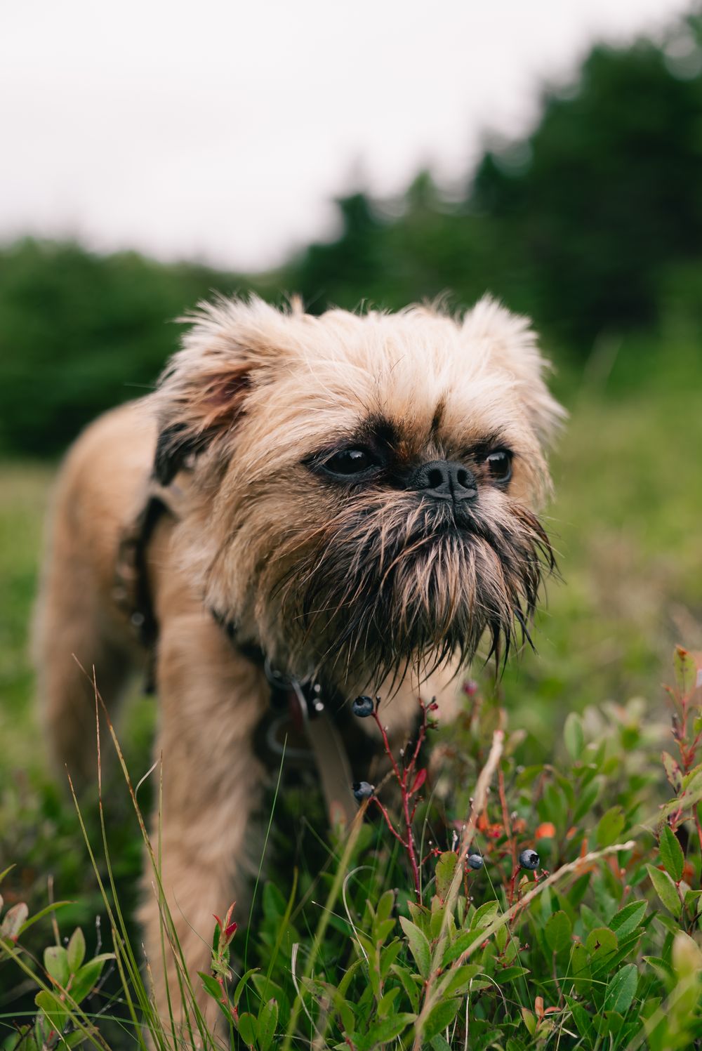 Brussels Griffon, photo 2