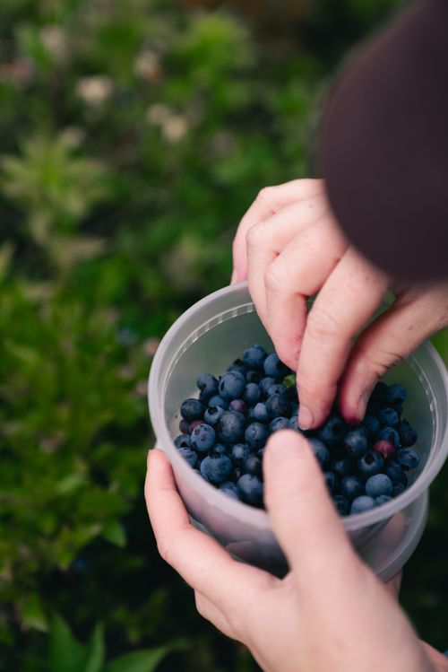 Free Hands picking fresh blueberries into a plastic container. Green foliage in the background indicates an outdoor setting. Stock Photo