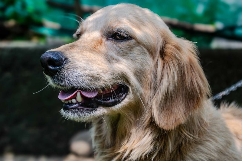 Golden retriever close-up