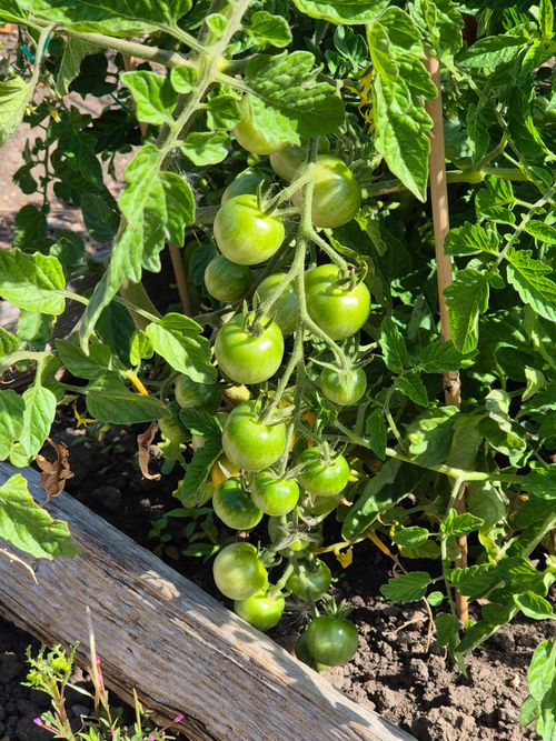 Free Sunlit green tomatoes hang on the vine in a vibrant garden setting, ready for harvest. Stock Photo