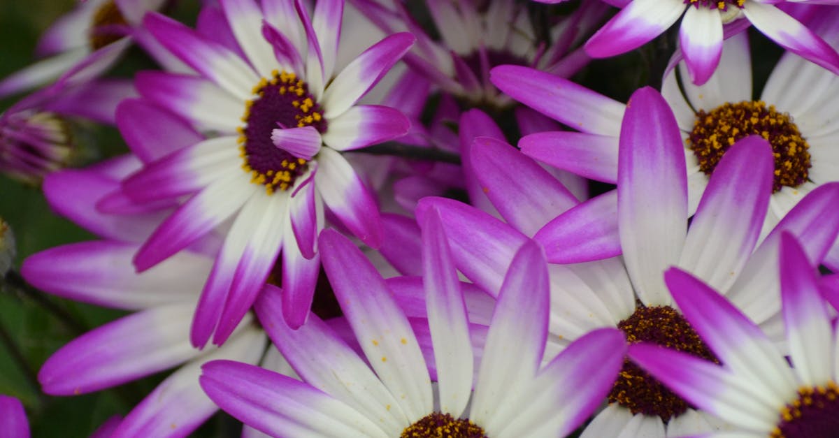 Free stock photo of purple flowers, spring, spring flowers