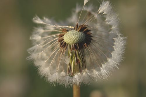 Free Close-up of a dandelion covered in delicate morning dew, showcasing intricate details. Stock Photo