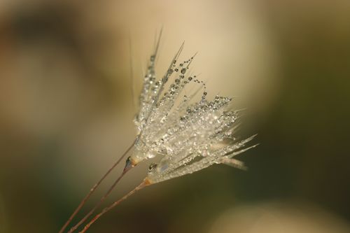 Free Close-up of dandelion seed head covered in dew droplets against a blurred background. Stock Photo