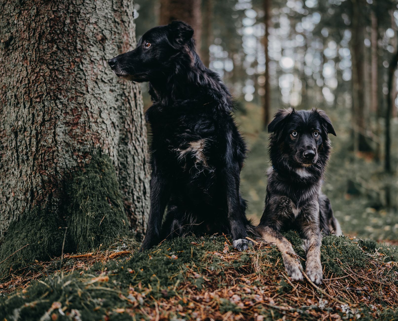 Veterinary care for a pet