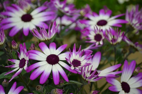 無料 紫の花 写真素材