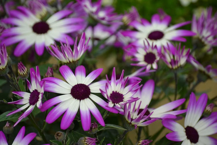 Purple Flowers