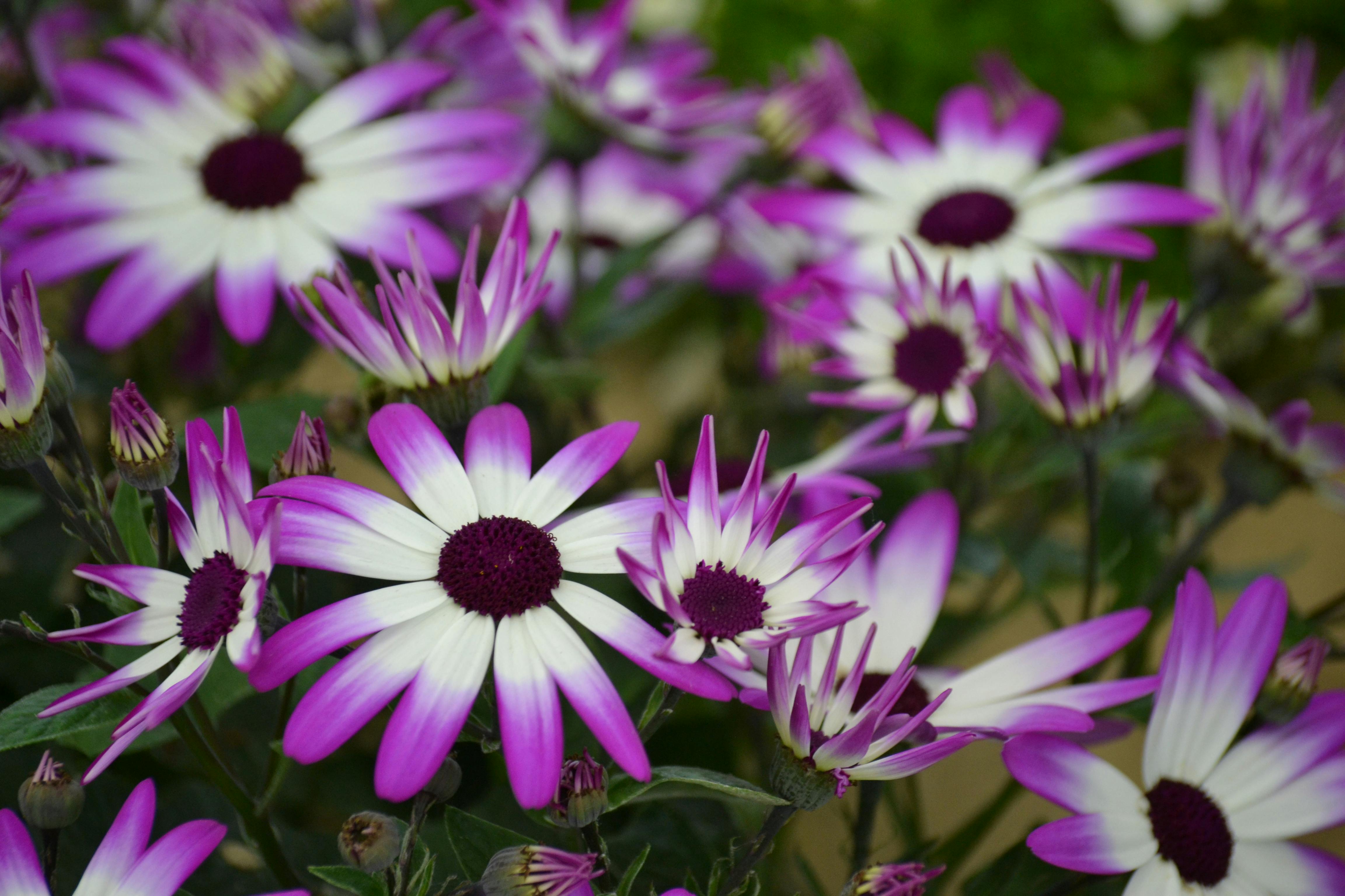 Purple Flowers · Free Stock Photo