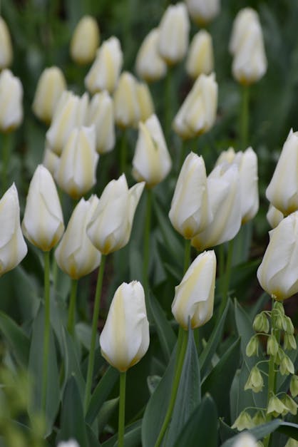 Free stock photo of bed of flowers, inflorescence, tulips
