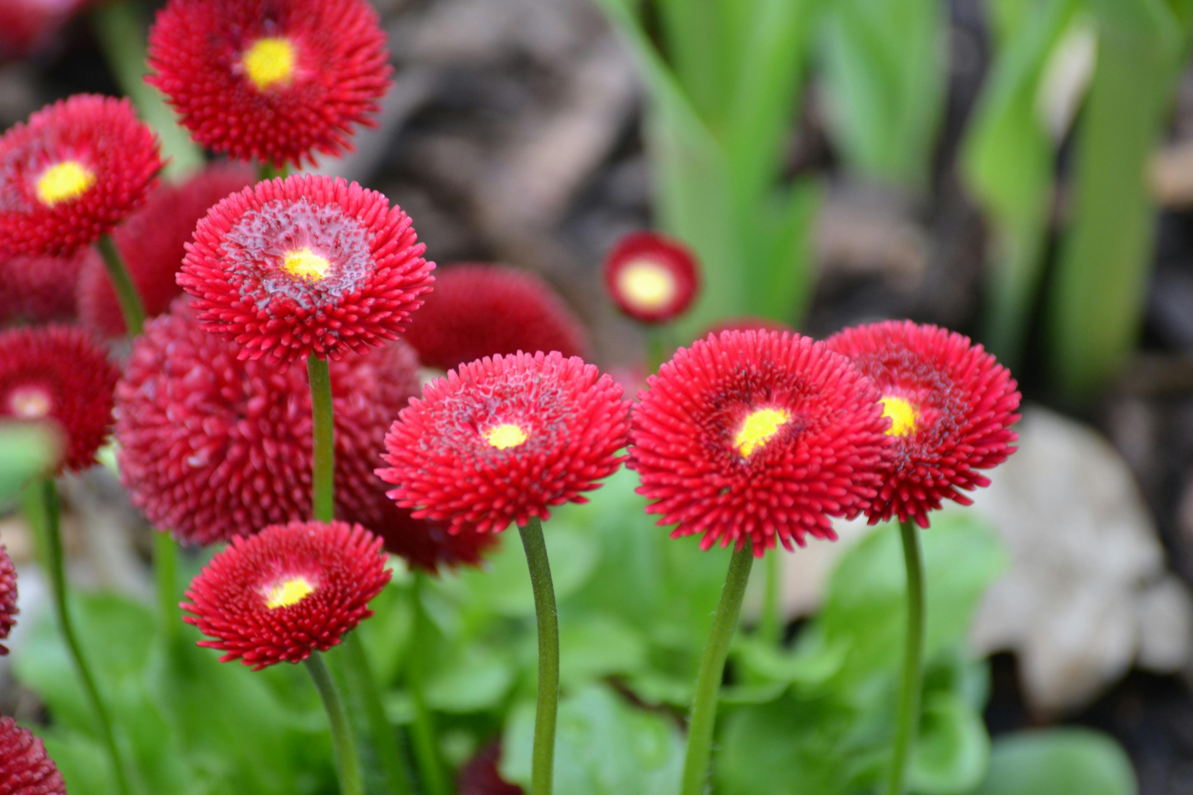 Kostenloses Foto zum Thema: blühen, frühlingsblumen, rot