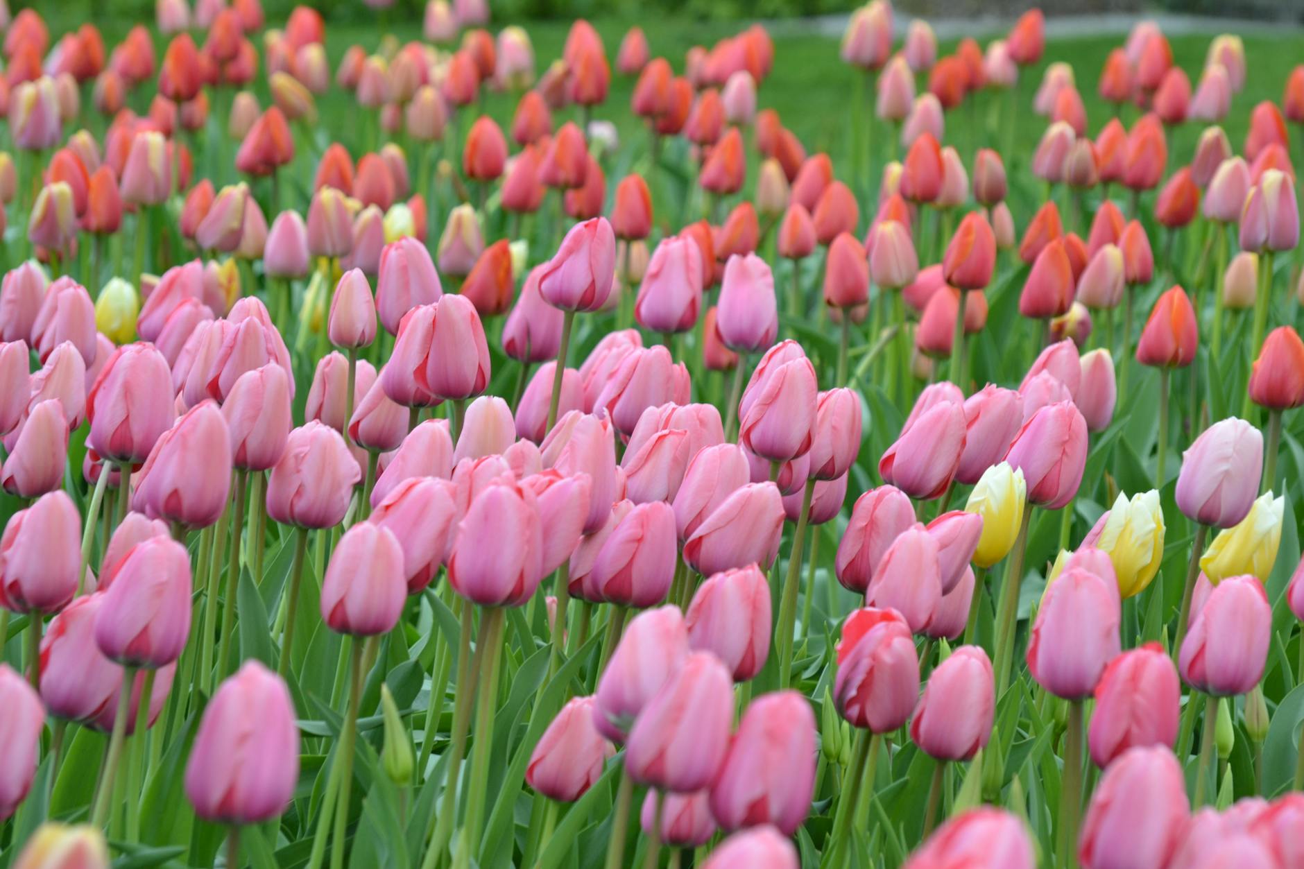 Pink and Red Tulips Flower Field · Free Stock Photo