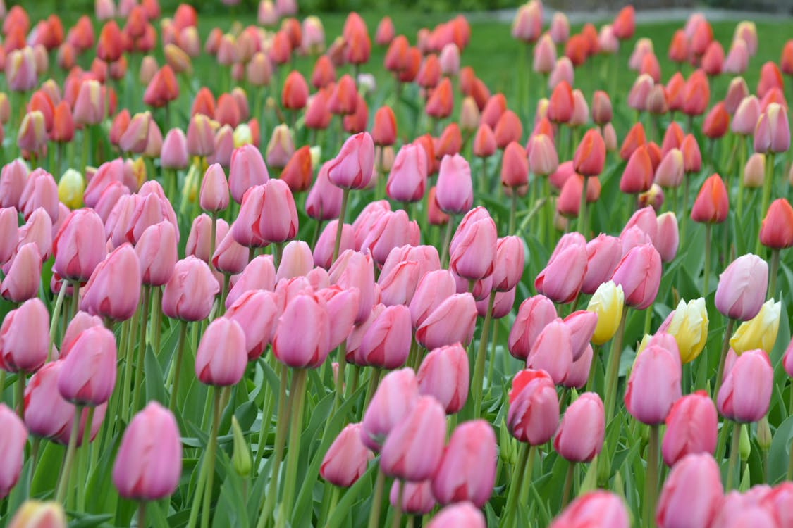 Pink and Red Tulips Flower Field